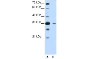 DAZAP1 antibody used at 0. (DAZAP1 antibody  (C-Term))