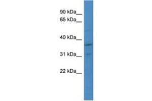 Image no. 1 for anti-Cyclin-Dependent Kinase 2 (CDK2) (AA 123-172) antibody (ABIN6747259) (CDK2 antibody  (AA 123-172))