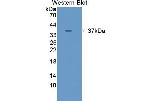 Detection of recombinant DUOX2 using Polyclonal Antibody to Dual Oxidase 2 (DUOX2) (DUOX2 antibody  (AA 1229-1517))