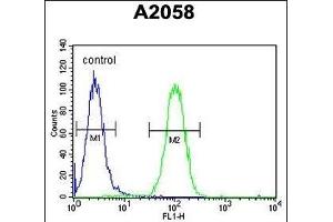G4 Antibody (Center ) (ABIN6243193 and ABIN6578923) flow cytometric analysis of  cells (right histogram) compared to a negative control cell (left histogram). (PA2G4 antibody  (AA 228-255))