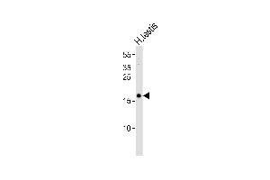 Western blot analysis of lysate from human testis tissue lysate, using SNXA1 Antibody (N-term) (ABIN6244262 and ABIN6577489). (SPANXA1 antibody  (N-Term))