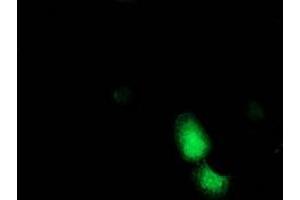 Anti-ADH1B mouse monoclonal antibody (ABIN2454480) immunofluorescent staining of COS7 cells transiently transfected by pCMV6-ENTRY ADH1B (RC205391). (ADH1B antibody)