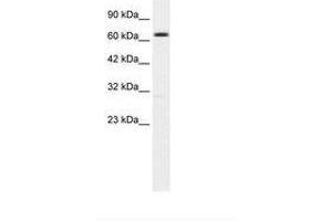 Image no. 1 for anti-Potassium Intermediate/small Conductance Calcium-Activated Channel, Subfamily N, Member 2 (KCNN2) (AA 443-492) antibody (ABIN203269) (KCNN2 antibody  (AA 443-492))