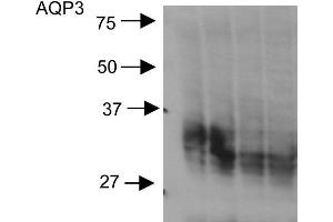 Western blot analysis of Rat kidney inner medullary homogenates showing detection of Aquaporin 3 protein using Rabbit Anti-Aquaporin 3 Polyclonal Antibody . (AQP3 antibody  (C-Term) (PE))