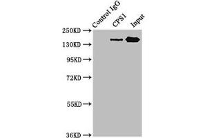 Immunoprecipitating CPS1 in HepG2 whole cell lysate Lane 1: Rabbit control IgG instead of ABIN7146668 in HepG2 whole cell lysate. (CPS1 antibody  (AA 1361-1500))