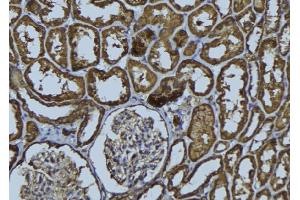 ABIN6279275 at 1/100 staining Rat kidney tissue by IHC-P. (HAUS2 antibody  (N-Term))