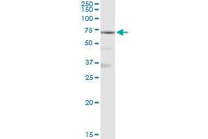 MAN1A1 MaxPab rabbit polyclonal antibody. (MAN1A1 antibody  (AA 1-367))