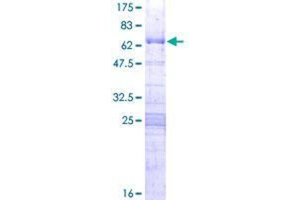 RPF2 Protein (AA 1-306) (GST tag)