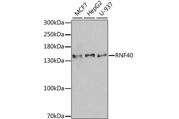 RNF40 antibody  (AA 1-300)