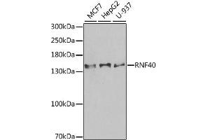 Western blot analysis of extracts of various cell lines, using RNF40 antibody. (RNF40 antibody  (AA 1-300))