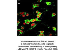 Image no. 1 for anti-Growth Associated Protein 43 (GAP43) (AA 216-226) antibody (ABIN363394)