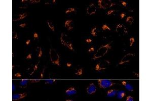 Immunofluorescence analysis of U-2 OS cells using PRDX3 Polyclonal Antibody at dilution of 1:100 (40x lens). (Peroxiredoxin 3 antibody)