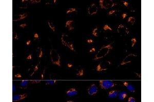 Immunofluorescence analysis of U-2 OS cells using PRDX3 Polyclonal Antibody at dilution of 1:100 (40x lens). (Peroxiredoxin 3 antibody)