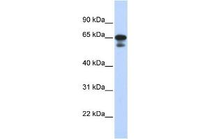 Western Blotting (WB) image for anti-Histone H4 Transcription Factor (HINFP) antibody (ABIN2458367)
