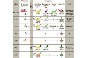 Conjugation pathways for ubiquitin and ubiquitin-like modifiers (UBLs). (CDC20 antibody  (C-Term))