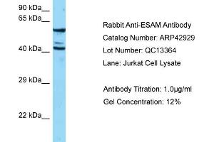 Western Blotting (WB) image for anti-Endothelial Cell Adhesion Molecule (ESAM) (N-Term) antibody (ABIN2775637)
