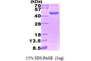 SDS-PAGE (SDS) image for Ornithine Aminotransferase (OAT) (AA 33-439) protein (ABIN666933)