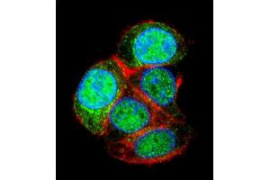 Confocal immunofluorescent analysis of LRTM2 Antibody (C-term) (ABIN655297 and ABIN2844884) with HepG2 cell followed by Alexa Fluor 488-conjugated goat anti-rabbit lgG (green). (LRTM2 antibody  (C-Term))