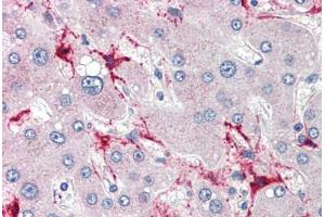 Human Liver (formalin-fixed, paraffin-embedded) stained with TSKS antibody ABIN462256 followed by biotinylated goat anti-rabbit IgG secondary antibody ABIN481713, alkaline phosphatase-streptavidin and chromogen. (TSKS antibody  (N-Term))