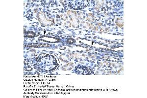 Human kidney (ETS1 antibody  (N-Term))