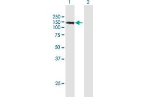 Western Blot analysis of LIMCH1 expression in transfected 293T cell line by LIMCH1 MaxPab polyclonal antibody. (LIMCH1 antibody  (AA 1-897))