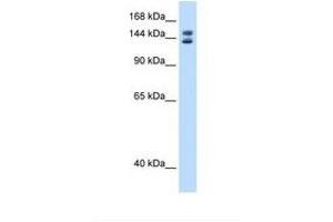 Image no. 1 for anti-Myb-Binding Protein 1A (MYBBP1A) (AA 1125-1174) antibody (ABIN6737807)