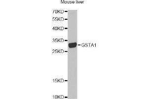 Western blot analysis of extracts of mouse liver, using GSTA1 antibody (ABIN1872910) at 1:1000 dilution. (GSTA1 antibody)