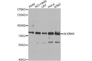 Western blot analysis of extracts of various cell lines, using ALKBH8 antibody (ABIN5974297) at 1/1000 dilution. (ALKBH8 antibody)