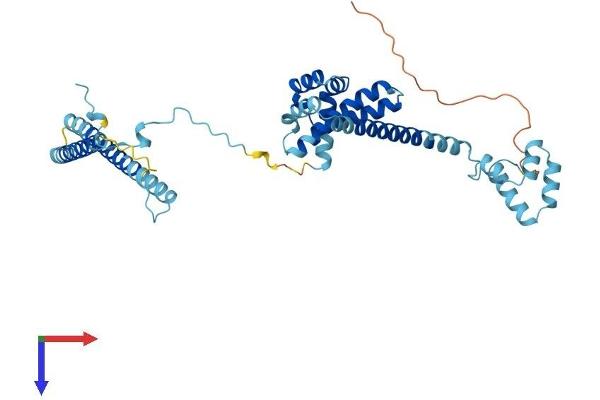 CDC37 Protein (AA 1-378) (His tag)