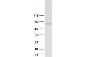Validation with Western Blot (TGFB1 Protein (Myc-DYKDDDDK Tag))