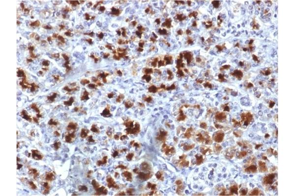 Elastase 3B antibody  (AA 82-238)