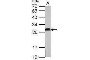 WB Image Sample (30 ug of whole cell lysate) A: NIH-3T3 12% SDS PAGE antibody diluted at 1:5000 (CSNK2B antibody)