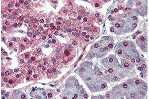 Human Pancreas: Formalin-Fixed, Paraffin-Embedded (FFPE) (c-MYC antibody  (AA 408-439))