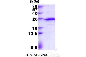 Image no. 1 for Ribosomal Protein S5 (RPS5) protein (His tag) (ABIN1098468) (RPS5 Protein (His tag))