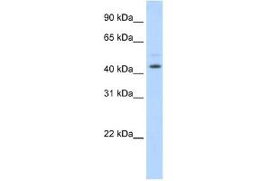 Western Blot showing TSG101 antibody used at a concentration of 1-2 ug/ml to detect its target protein. (TSG101 antibody  (Middle Region))