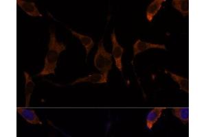 Immunofluorescence analysis of L929 cells using RPL7A Polyclonal Antibody at dilution of 1:100 (40x lens). (RPL7A antibody)