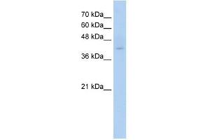 C9ORF127 antibody used at 1 ug/ml to detect target protein.