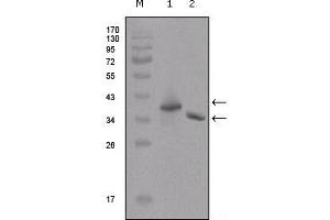 Western blot analysis using Flag mouse mAb against two different fusion protein (1), (2) with flag tag. (DYKDDDDK Tag antibody)