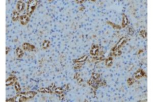 ABIN6278253 at 1/100 staining Mouse kidney tissue by IHC-P. (Cathepsin S antibody  (Internal Region))
