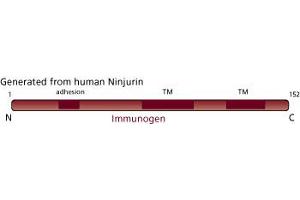 Image no. 3 for anti-Ninjurin 1 (NINJ1) (AA 1-152) antibody (ABIN968172) (NINJ1 antibody  (AA 1-152))