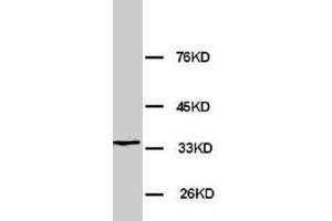 Western blot analysis of rat brain tissue lysate. (MORG1 antibody  (AA 29-43))