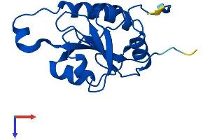 AlphaFold protein structure predicition of Mouse Recombinant Fuom Protein, UniprotID Q8R2K1 (FUOM Protein (AA 1-153) (His tag))