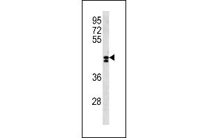 LRRC2 Antibody (N-term) (ABIN1881510 and ABIN2843288) western blot analysis in NCI- cell line lysates (35 μg/lane).