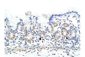 ZNF322A antibody was used for immunohistochemistry at a concentration of 4-8 ug/ml to stain Epithelial cells of fundic gland (arrows) in Human Stomach. (ZNF322A antibody  (C-Term))