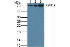 Figure. (STAM antibody  (AA 196-465))