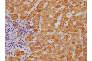IHC image of ABIN7127628 diluted at 1:100 and staining in paraffin-embedded human liver tissue performed on a Leica BondTM system. (Recombinant Monoamine Oxidase B antibody)