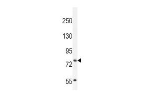 Western blot analysis in NCI-H460 cell line lysates (35ug/lane). (SLCO4C1 antibody  (C-Term))