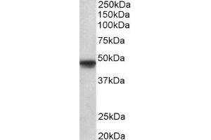 ABIN2564268 (1µg/ml) staining of A549 lysate (35µg protein in RIPA buffer). (POU3F1 antibody  (AA 192-204))