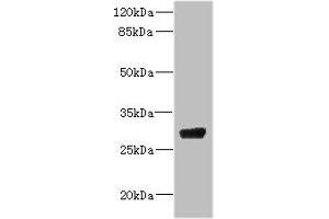 Western blot All lanes: CPSF4 antibody IgG at 4. (CPSF4 antibody  (AA 1-244))