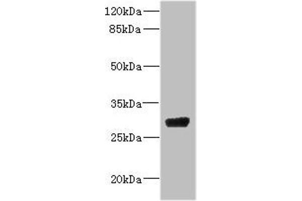 CPSF4 antibody  (AA 1-244)